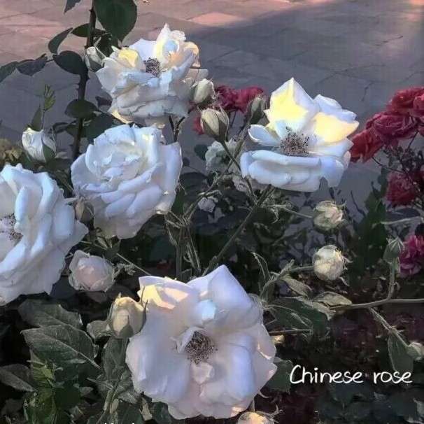 释的专辑