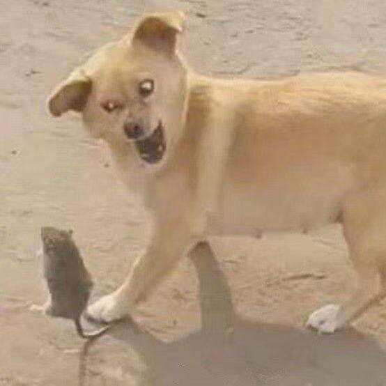 欠抽语录