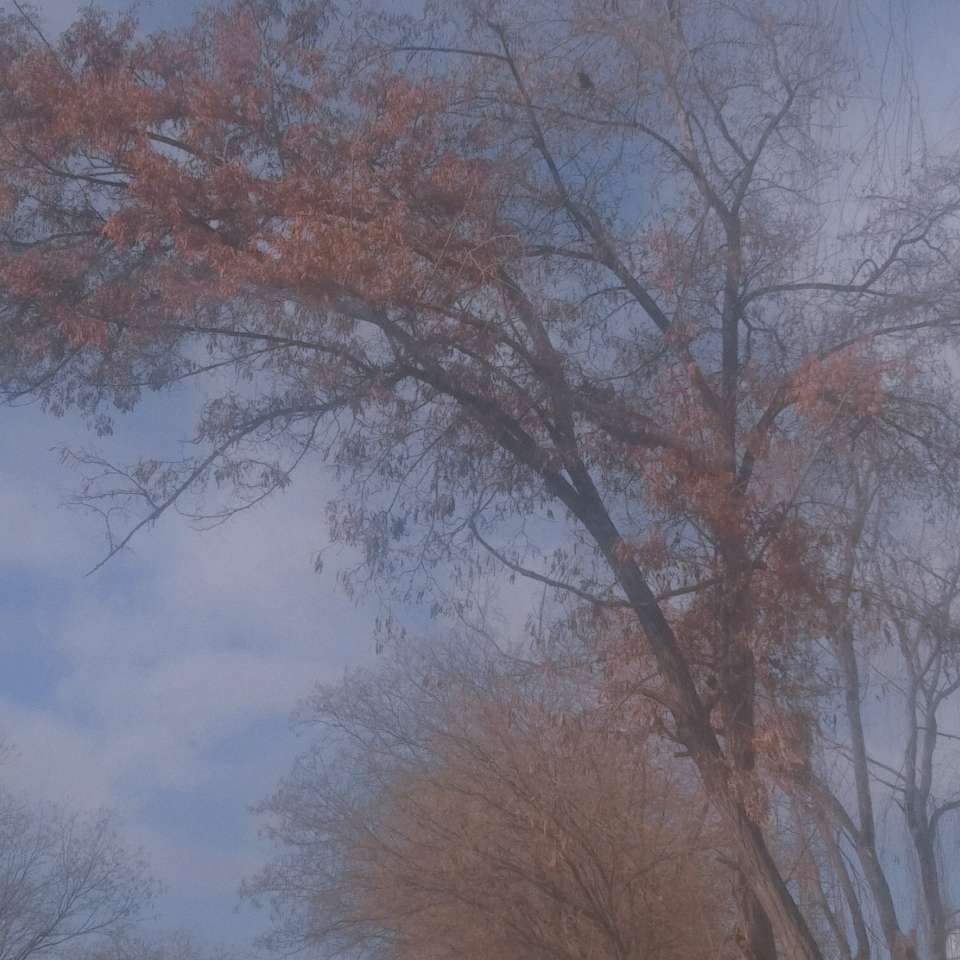 橘里.的专辑