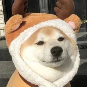 毒