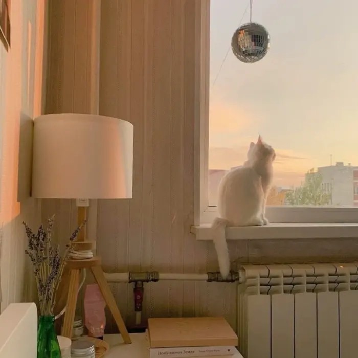 猫染语录