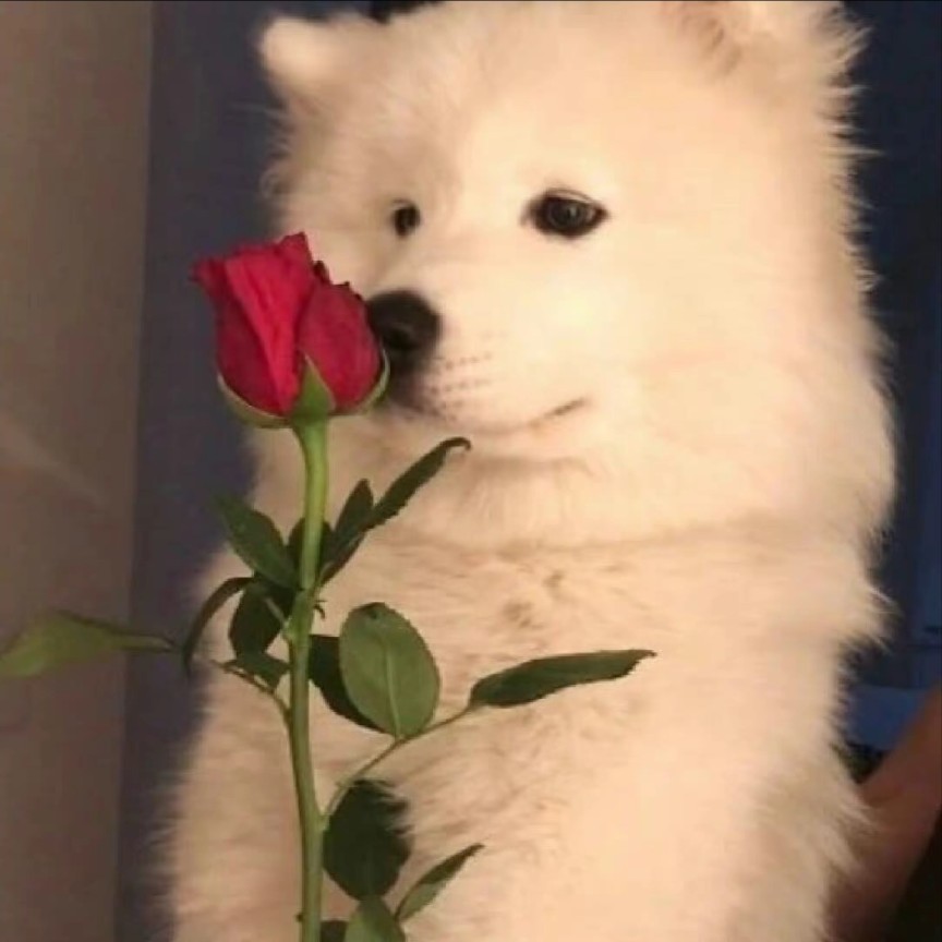 何为爱？