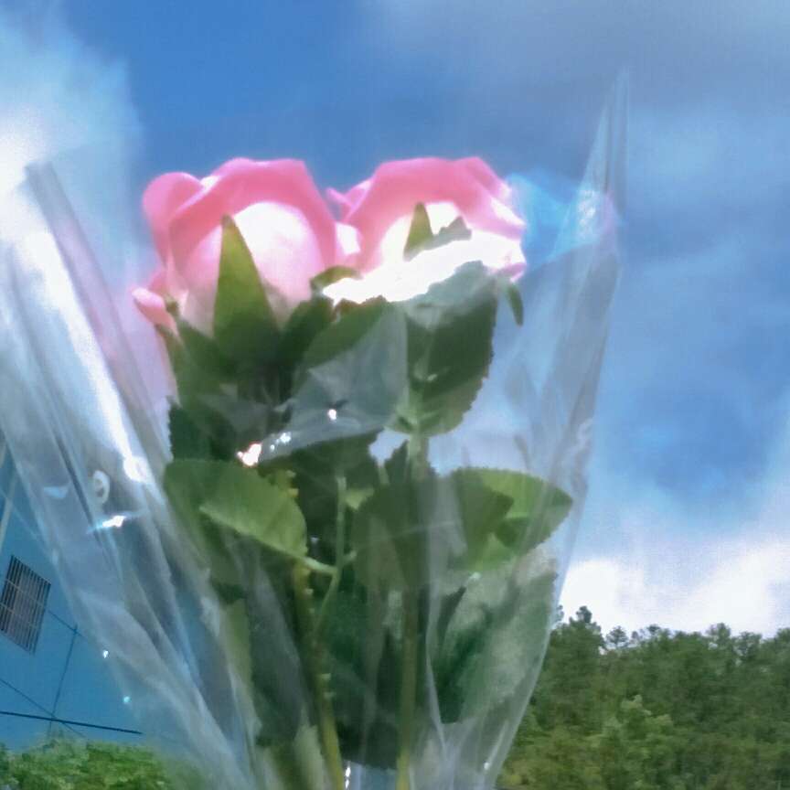 是向阳生长的花