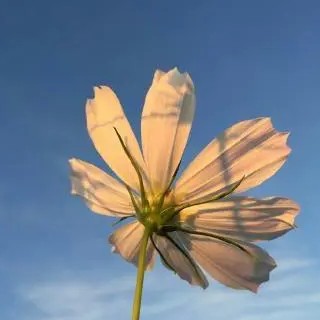 青春文学