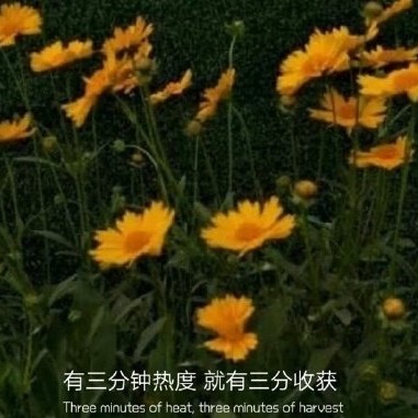 没有鼻子的美女的收藏