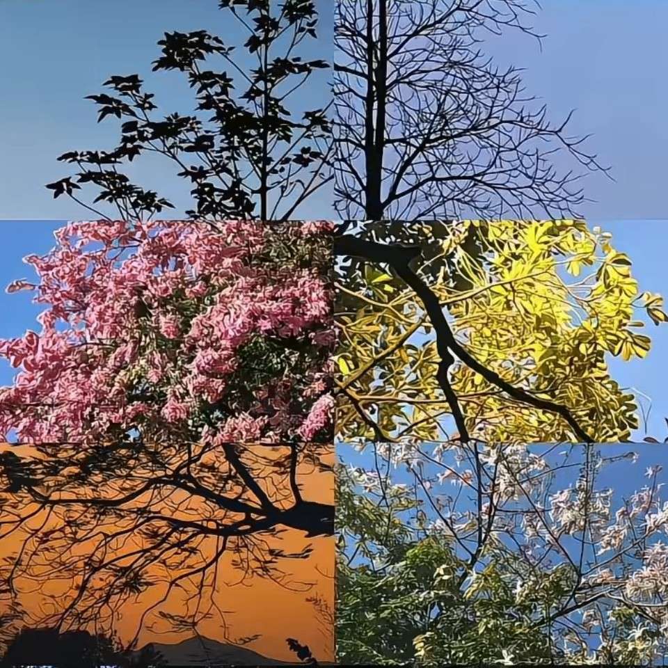 秘密花园