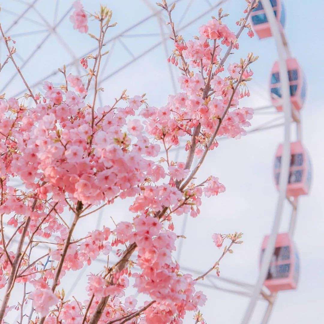 冬樱