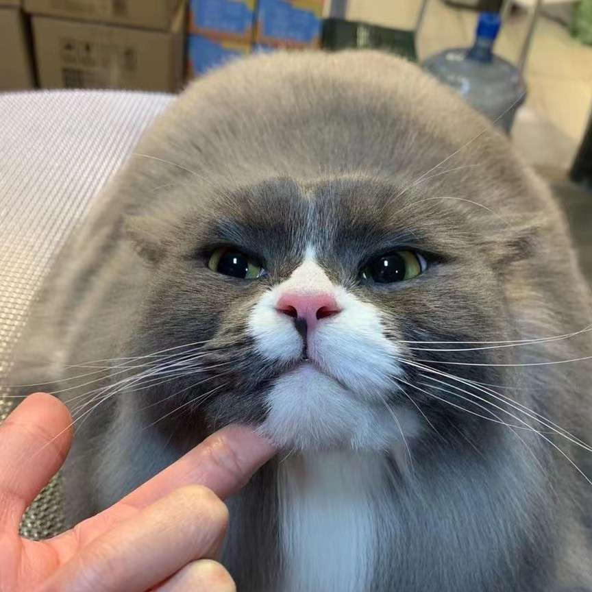可爱至极
