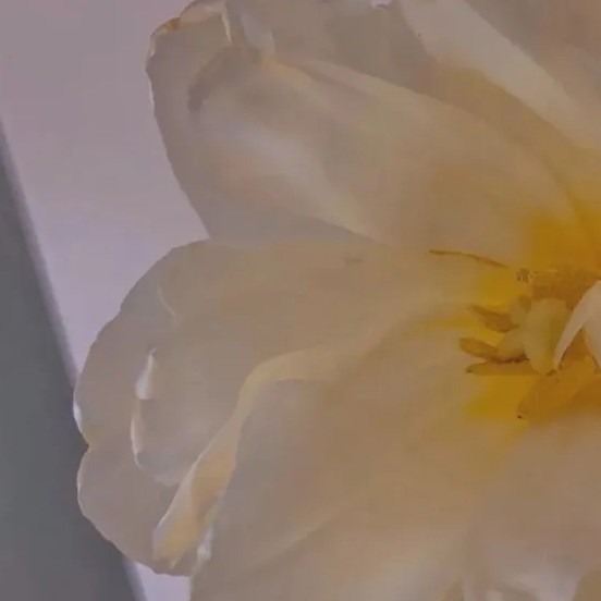 梨花雨凉