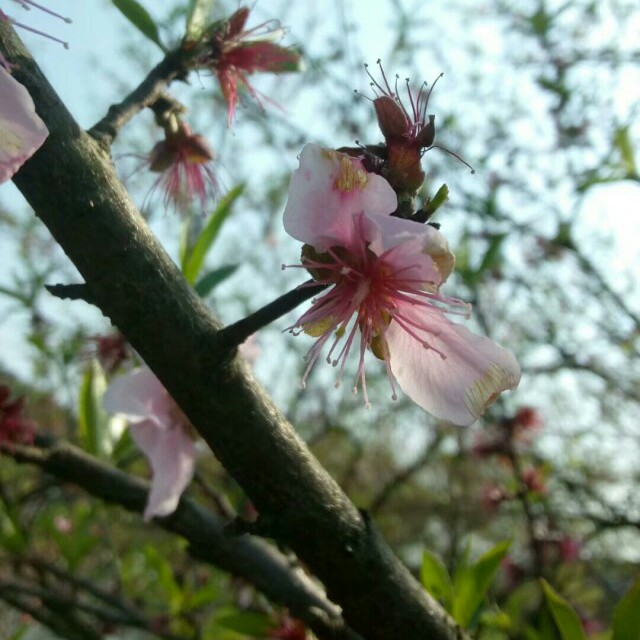 暖七