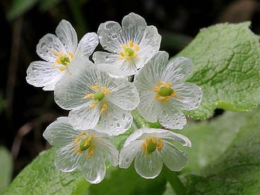 花语