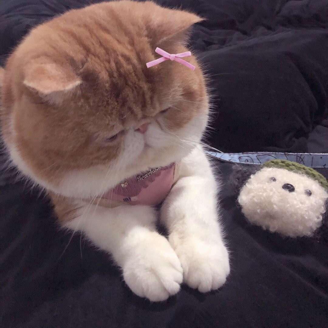 句子罐
