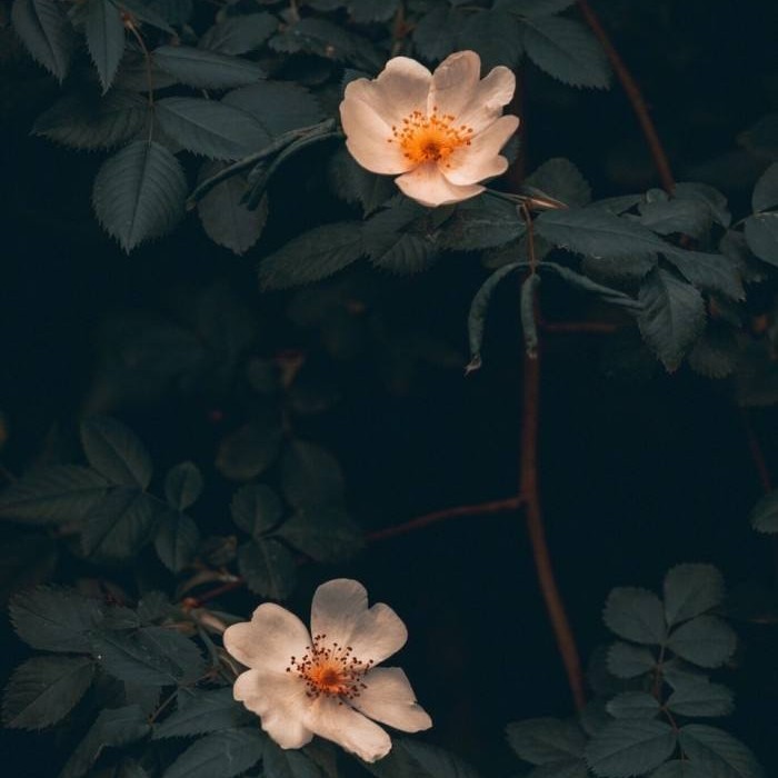 花期