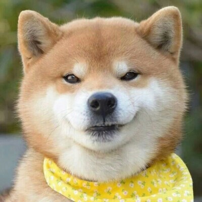 舔狗语录