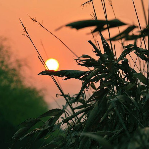 枕荒录