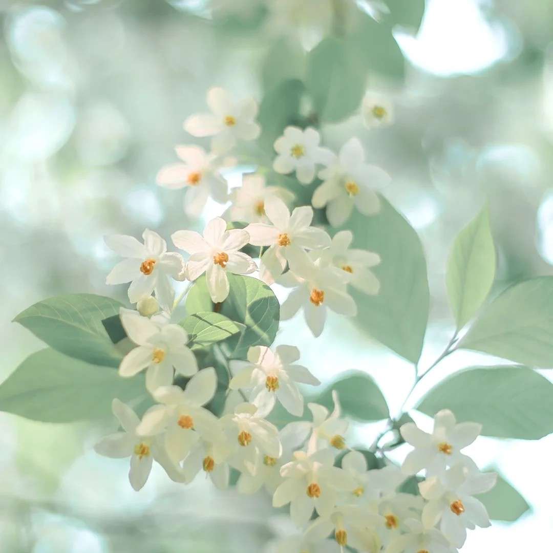 暖茶