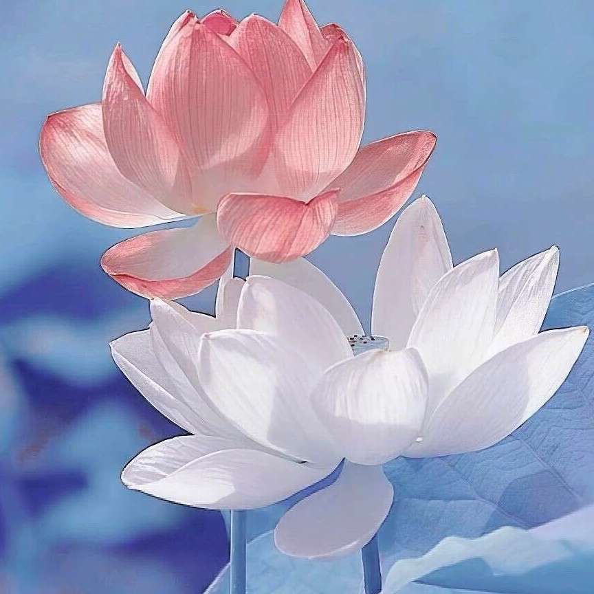子飞鱼