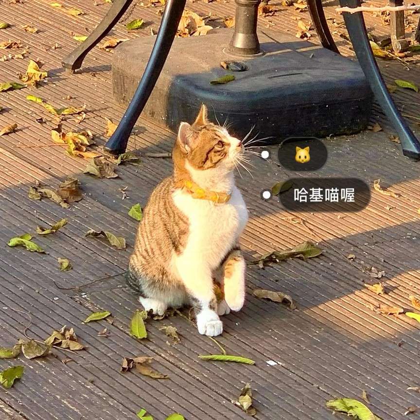 落日夕情