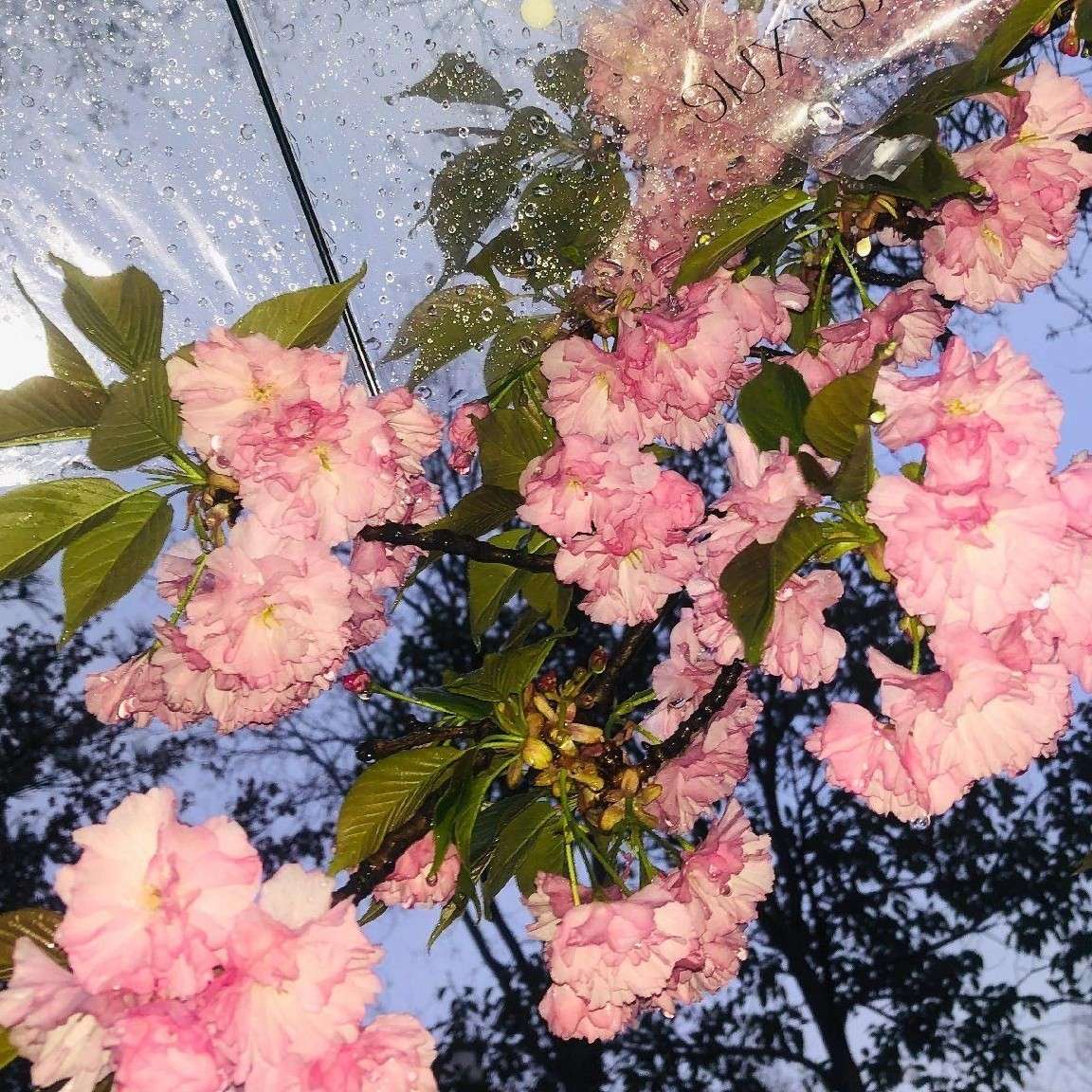 《若夕茈绫》