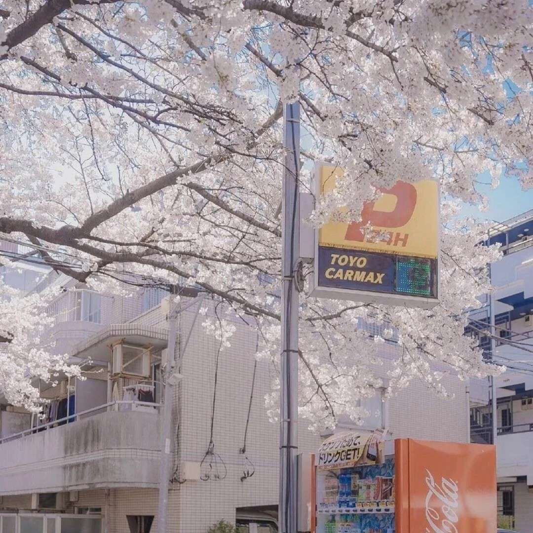 摘抄