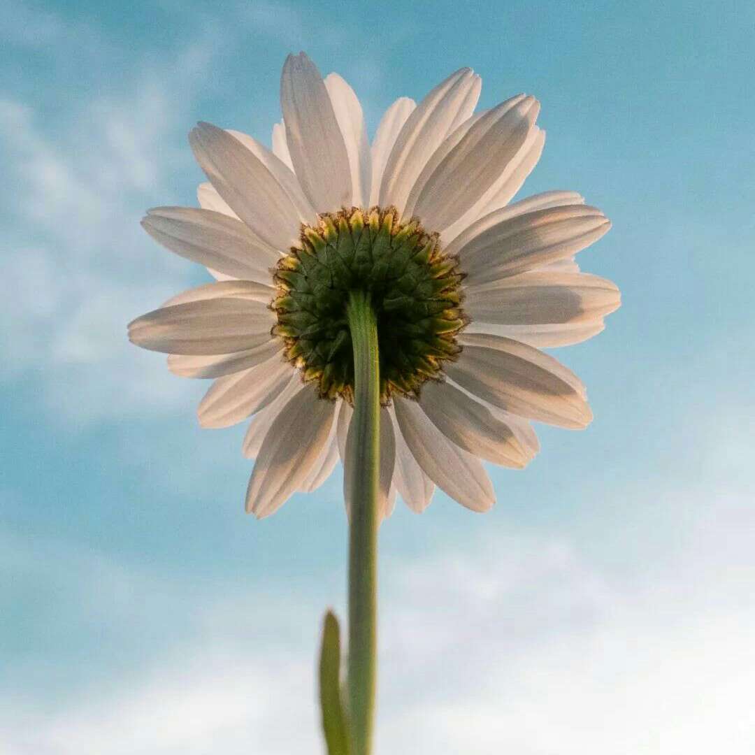 积极