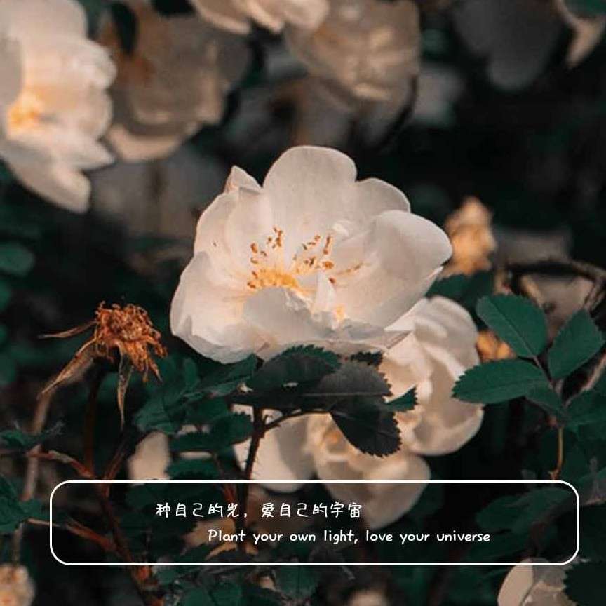 语录