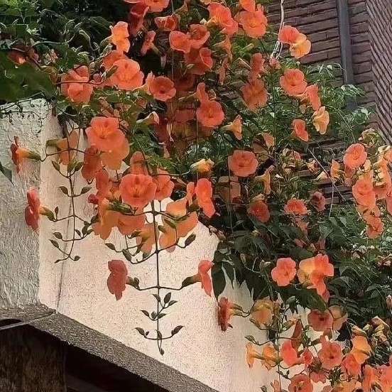 无关情爱