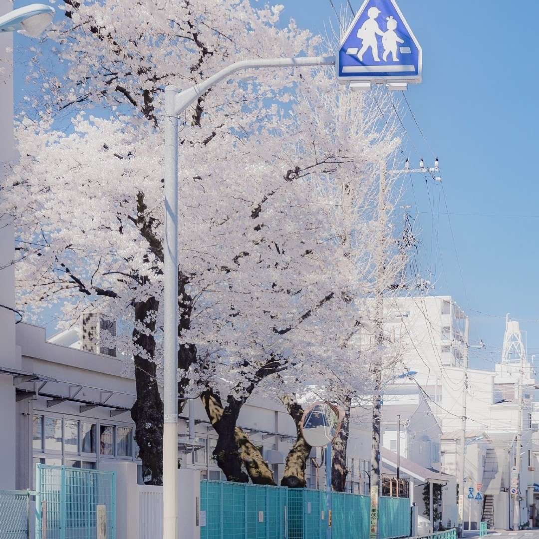 ——顾城