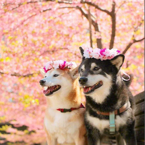 哈哈