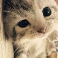 焦糖冬瓜