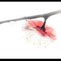 米兰lady