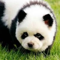 君不贱