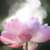 清扬婉兮
