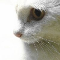 今日痴