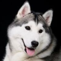 犬犬