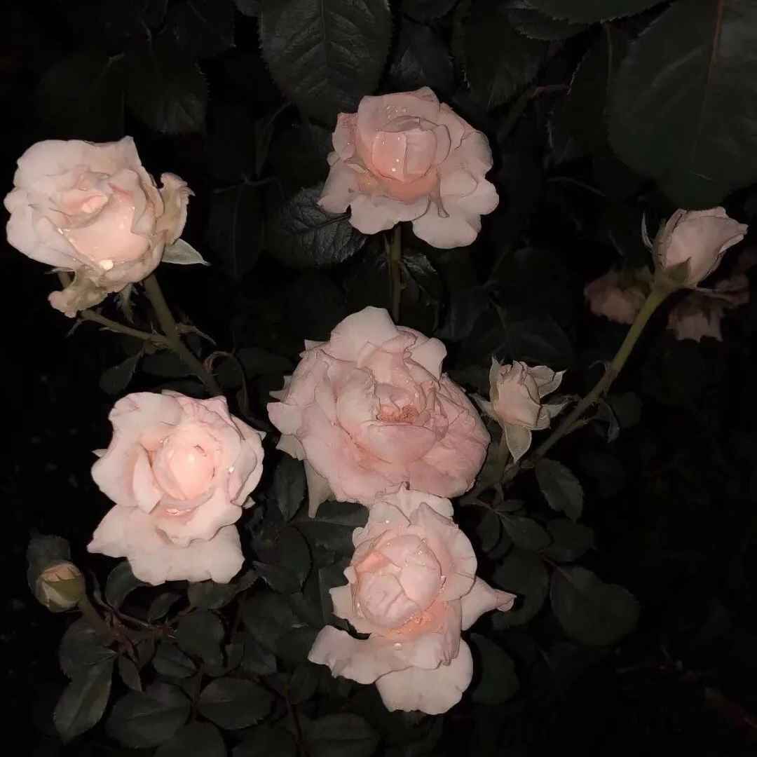 中考加油文案
