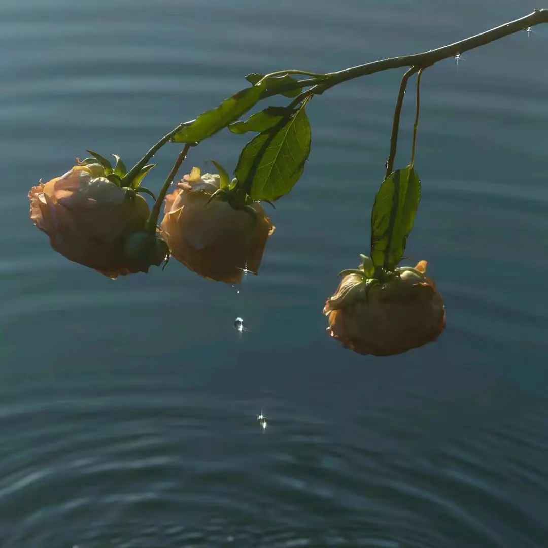 名人笔下关于人生emo的句子